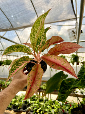 4” Aglaonema 'Pink Baramee' - Canopy Plant Co.