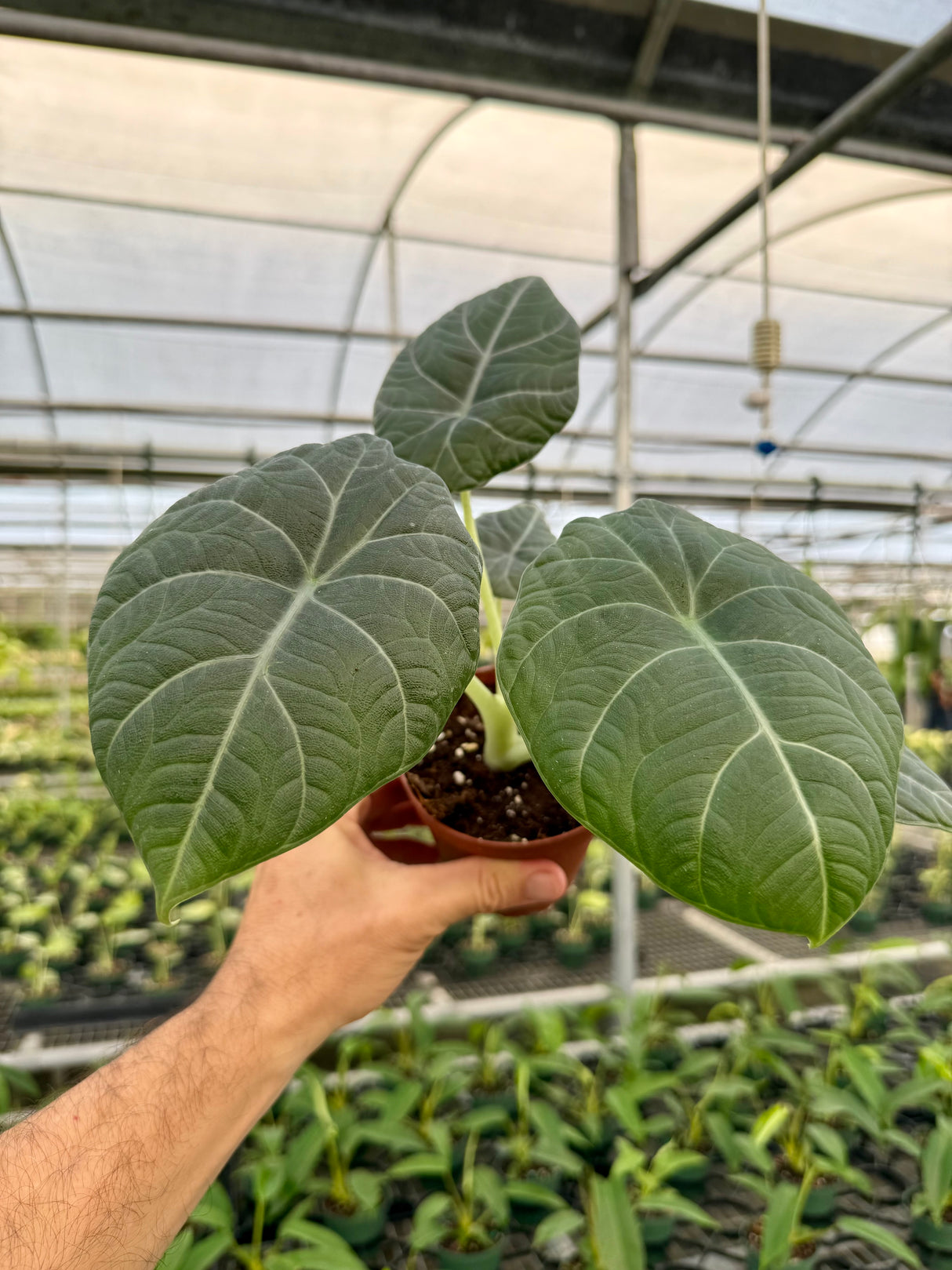 4” Alocasia maharani
