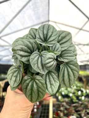 4" Peperomia 'Frost' - Canopy Plant Co.