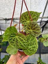 6" Begonia ferox hanging basket