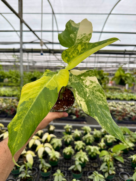 4” Philodendron domesticum variegated