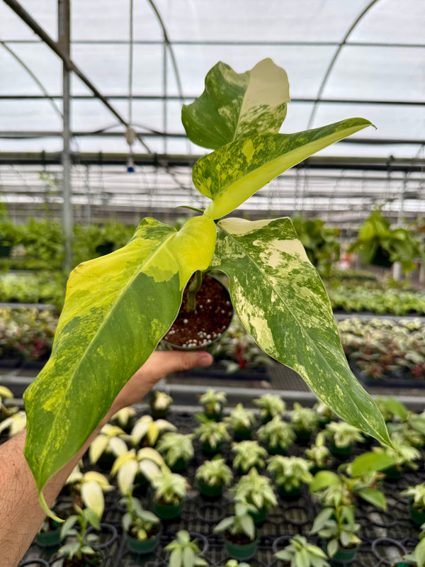 4” Philodendron domesticum variegated