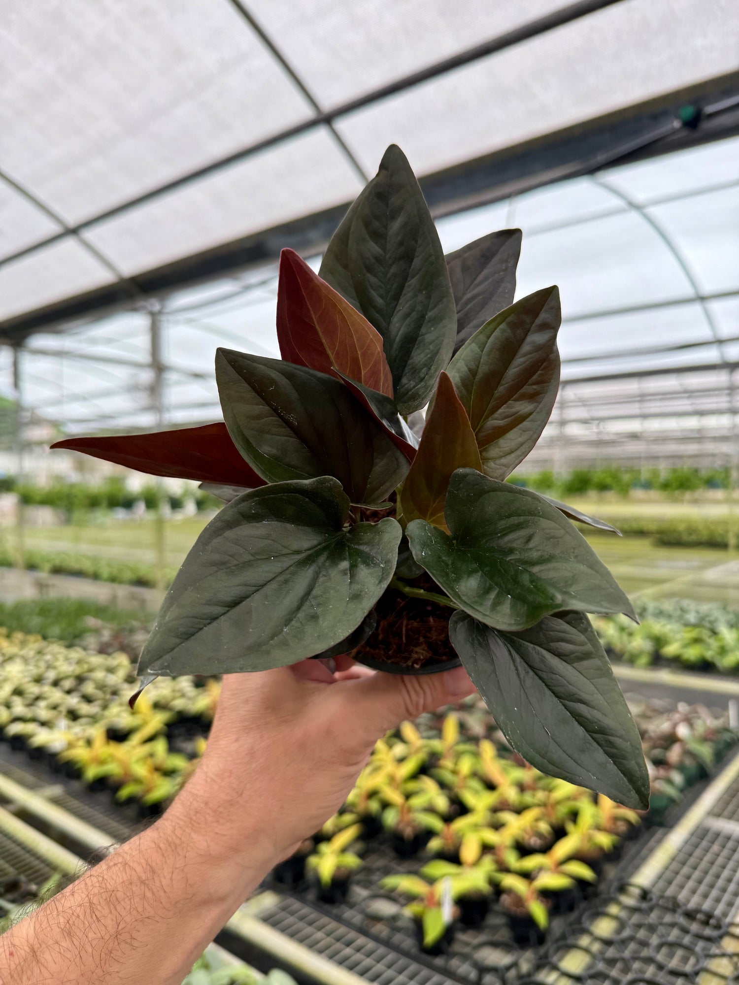 anthurium red arrow Syngonium Red Arrow - Live Plant in a 4 Inch Pot - Syngonium Erythrophyllum 'Red Arrow' - Stunning Houseplant with Unique Foliage