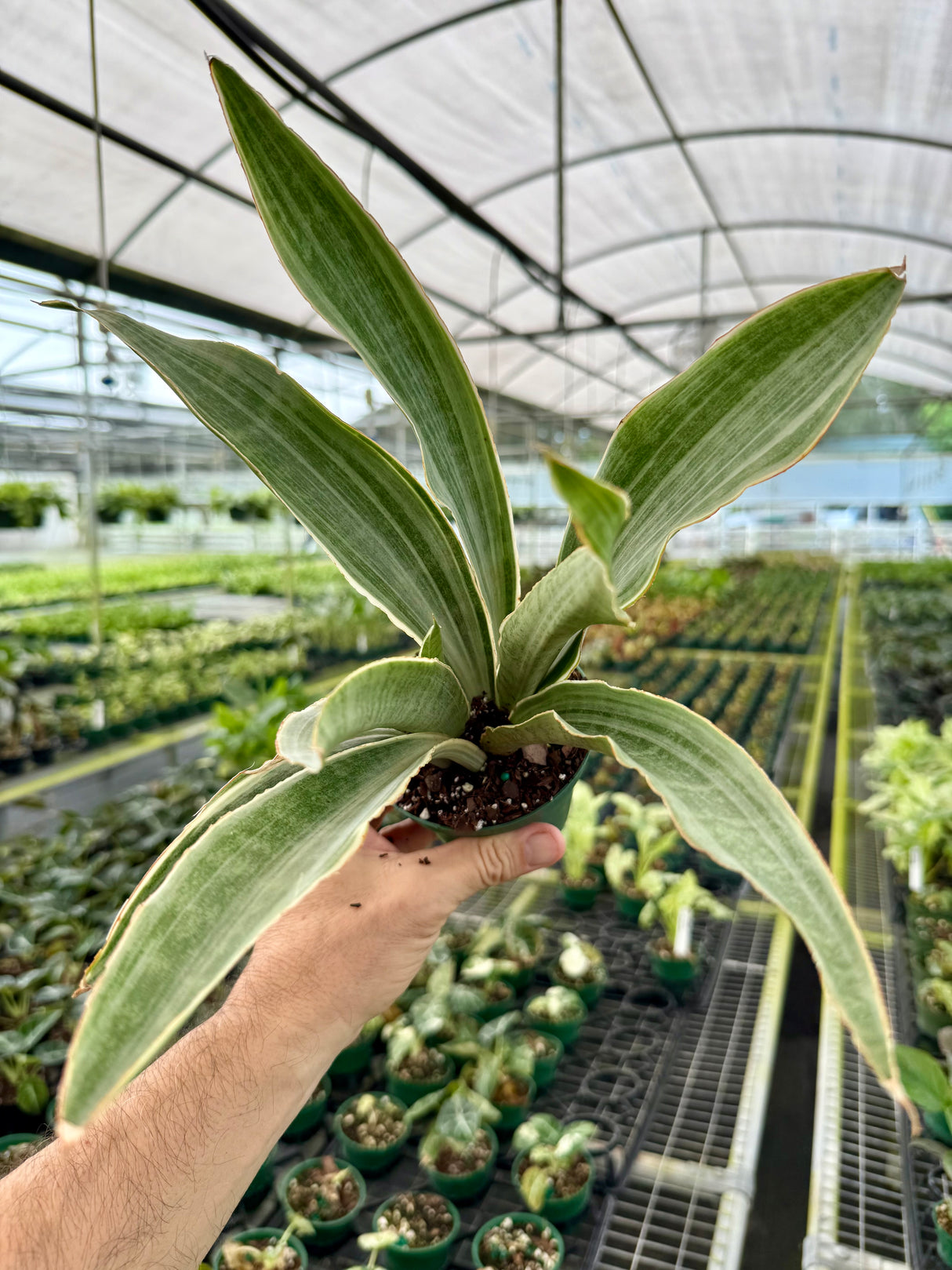 4” Sansevieria ‘Sayuri’