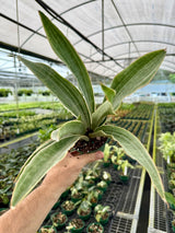 4” Sansevieria ‘Sayuri’