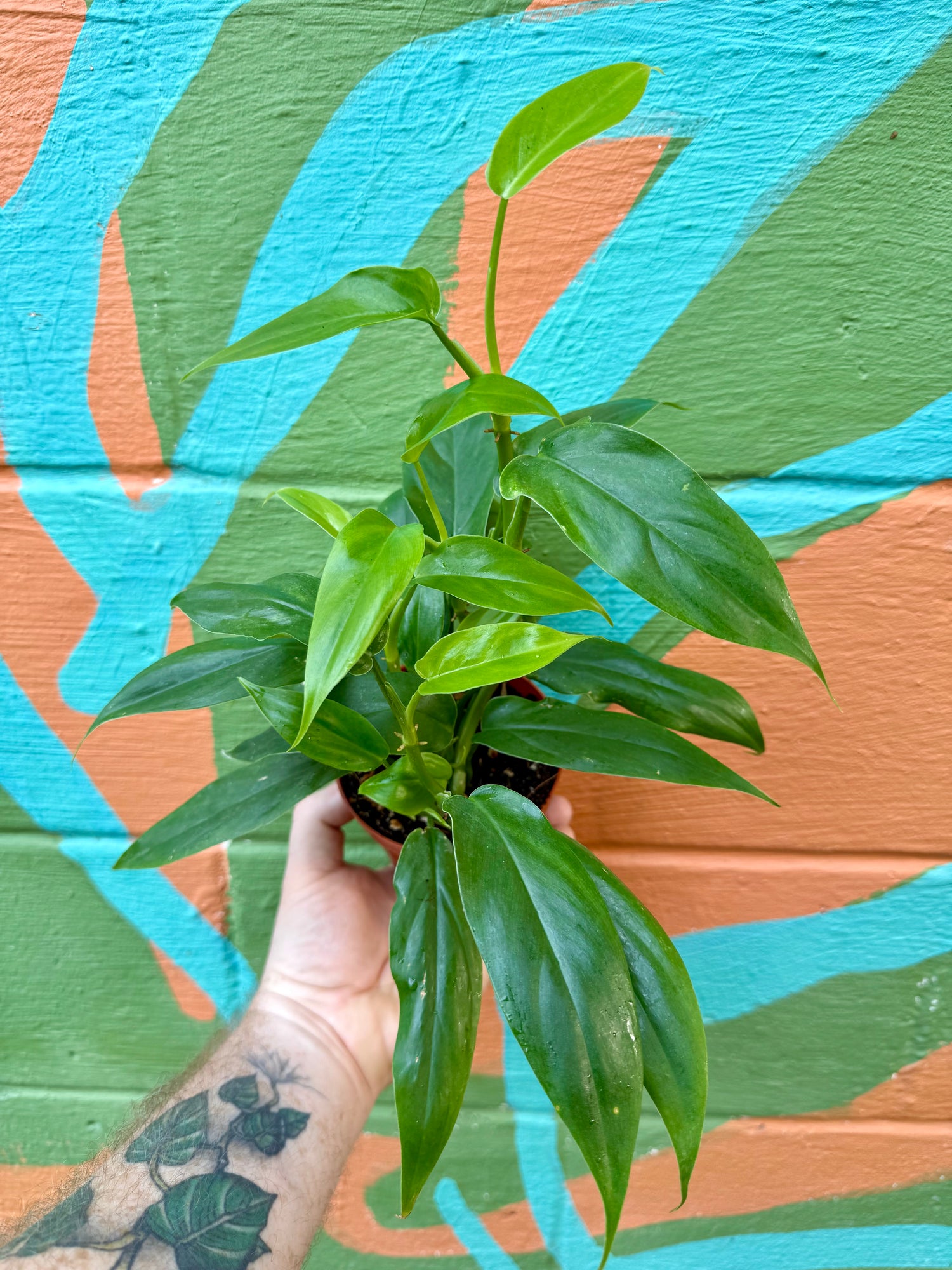 philodendron tripartitum 4” Philodendron tripartitum