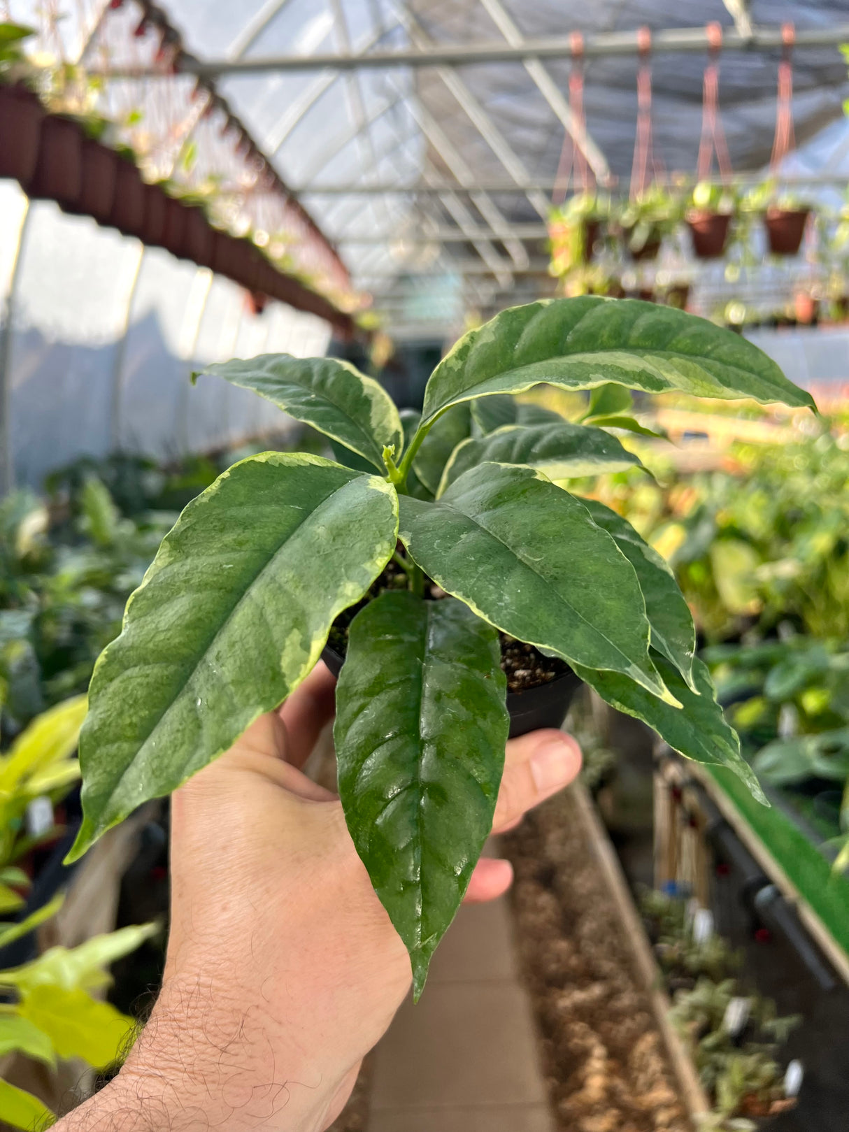 4” Hoya multiflora variegated (outer)