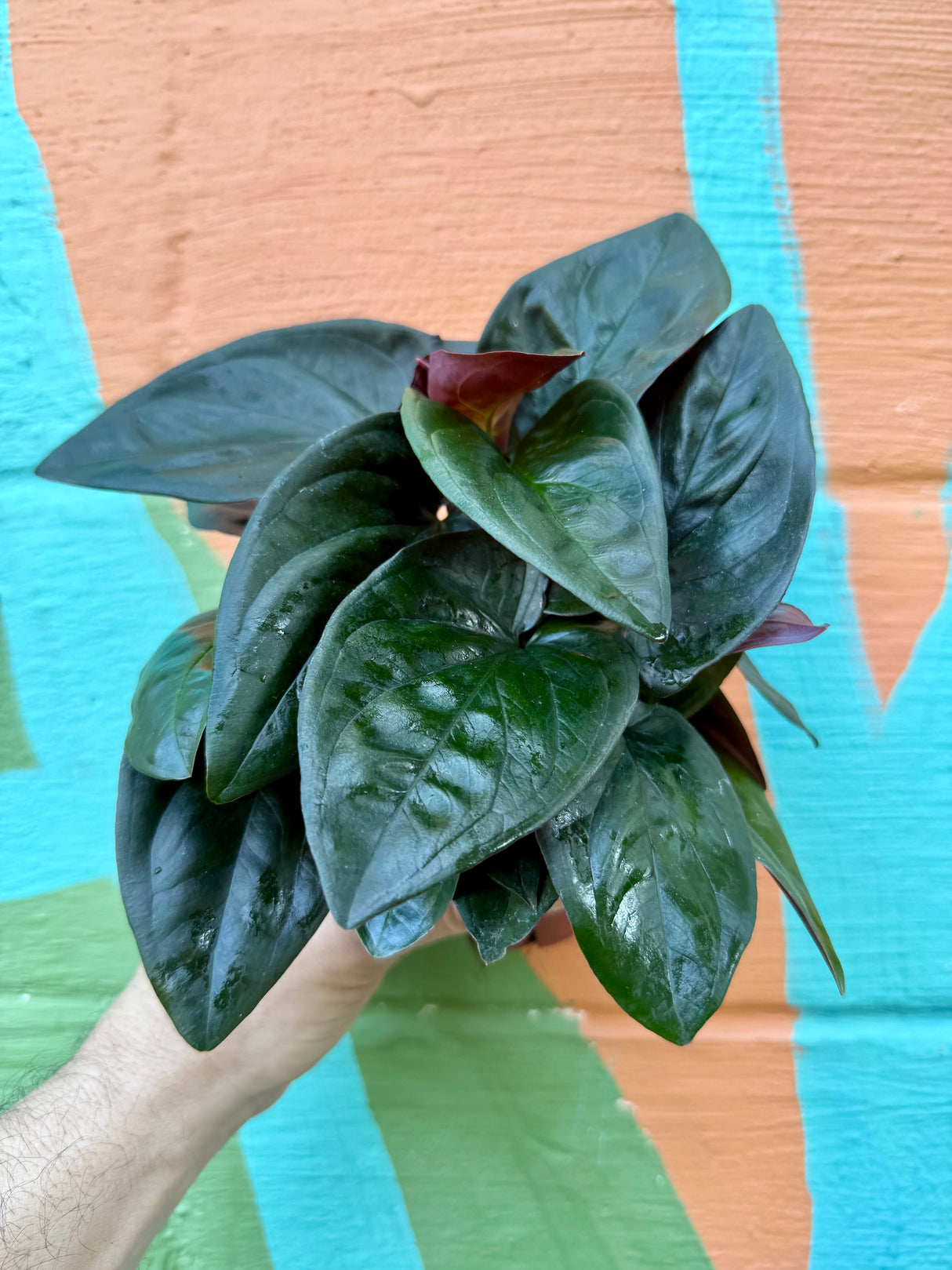 4" Syngonium erythrophyllum 'Red Arrow’