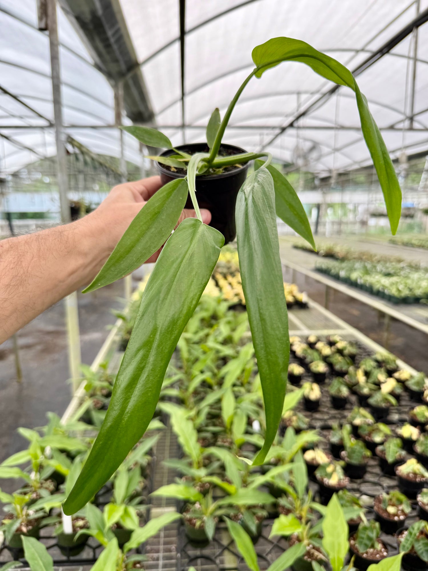 17576 philodendron cir 4” Philodendron holtonianum – Canopy Plant Co
