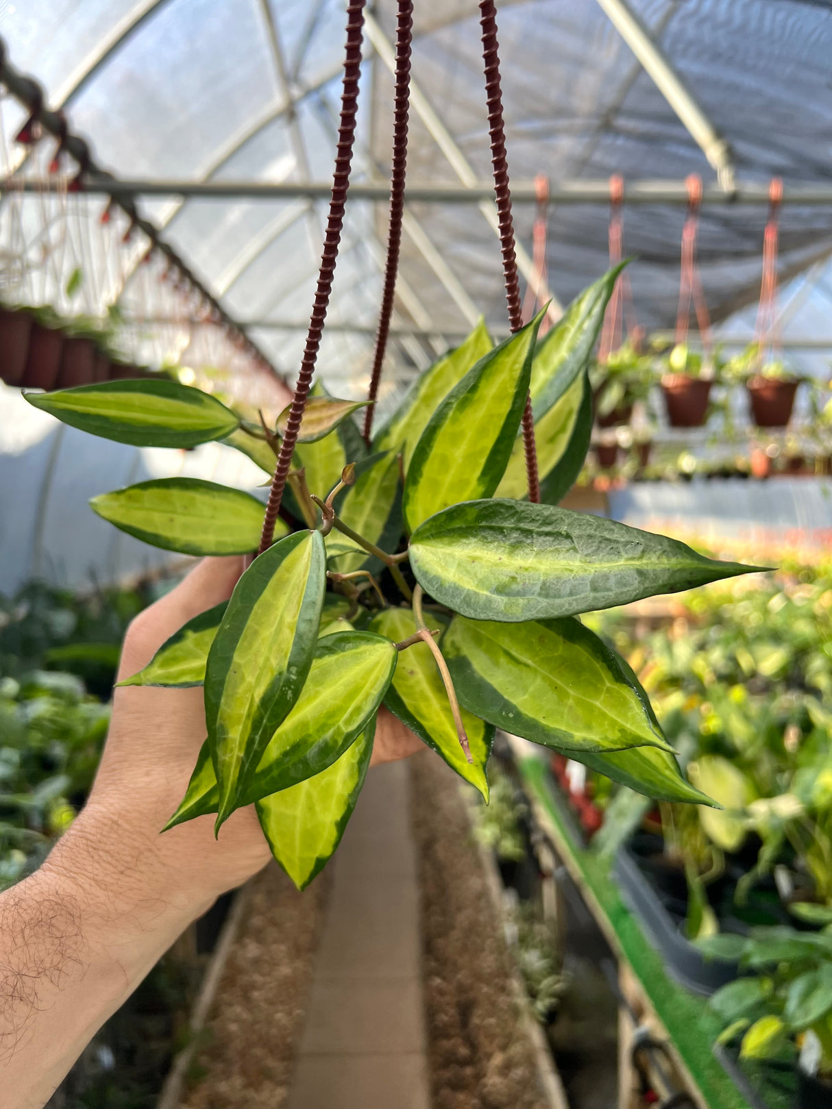 4” Hoya latifolia 'Pot of Gold' hanging basket