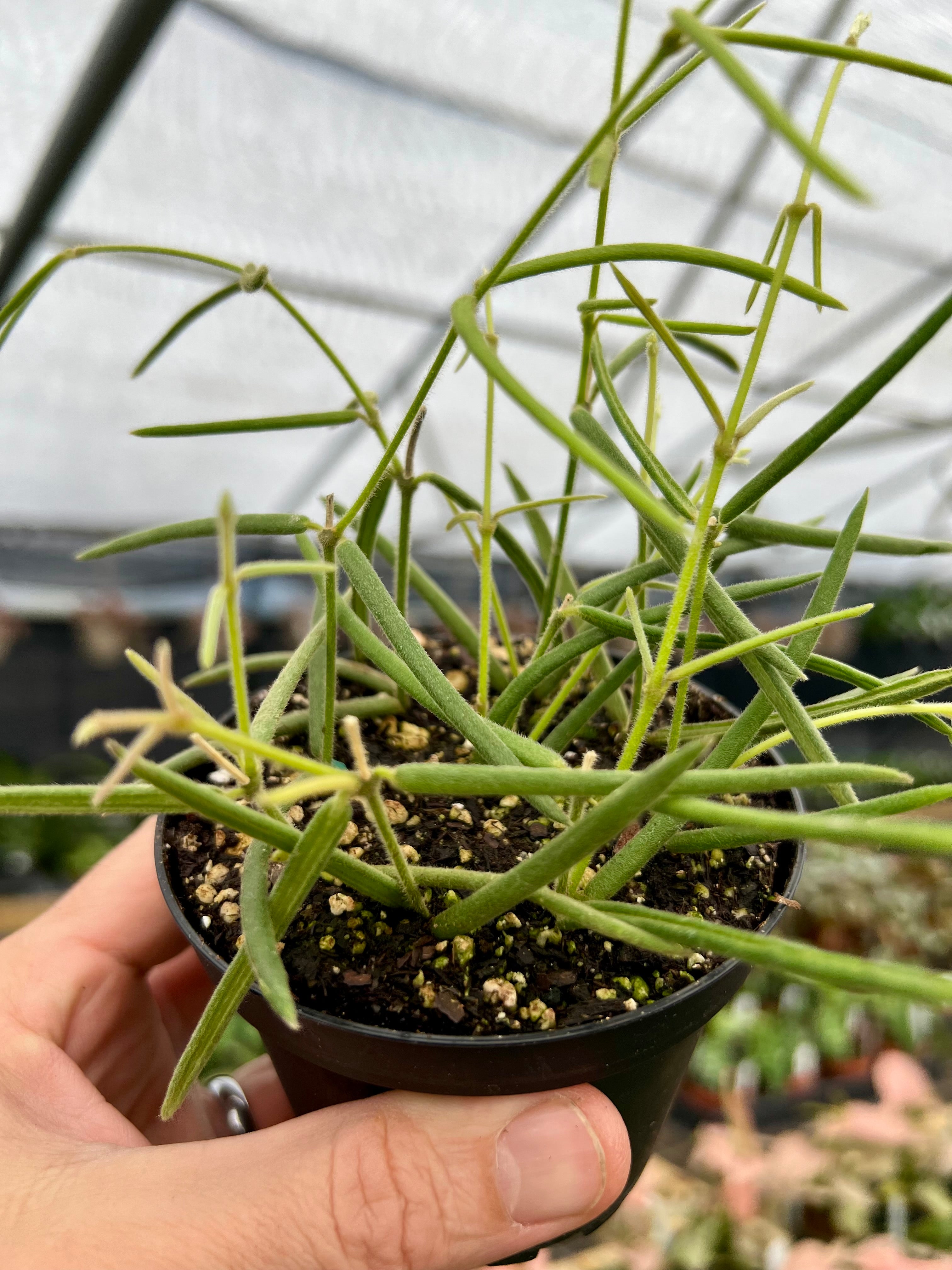 Hoya – Page 6 – Canopy Plant Co. Hoya – Page 6 – Canopy Plant Co.