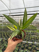 4” Epipremnum amplissimum variegated