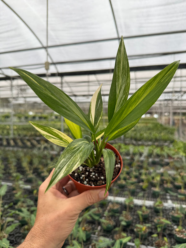 4” Epipremnum amplissimum variegated - Canopy Plant Co.