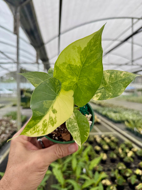 4" Alocasia gageana (aurea/yellow variegated)