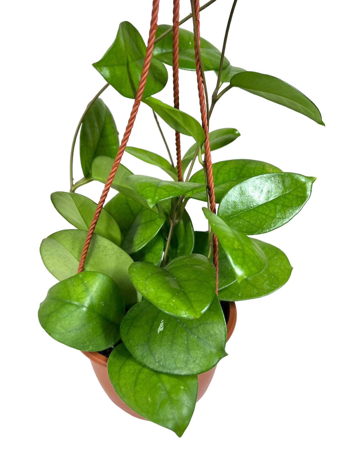 6” Hoya fungii hanging basket - Canopy Plant Co.