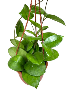 6” Hoya fungii hanging basket - Canopy Plant Co.