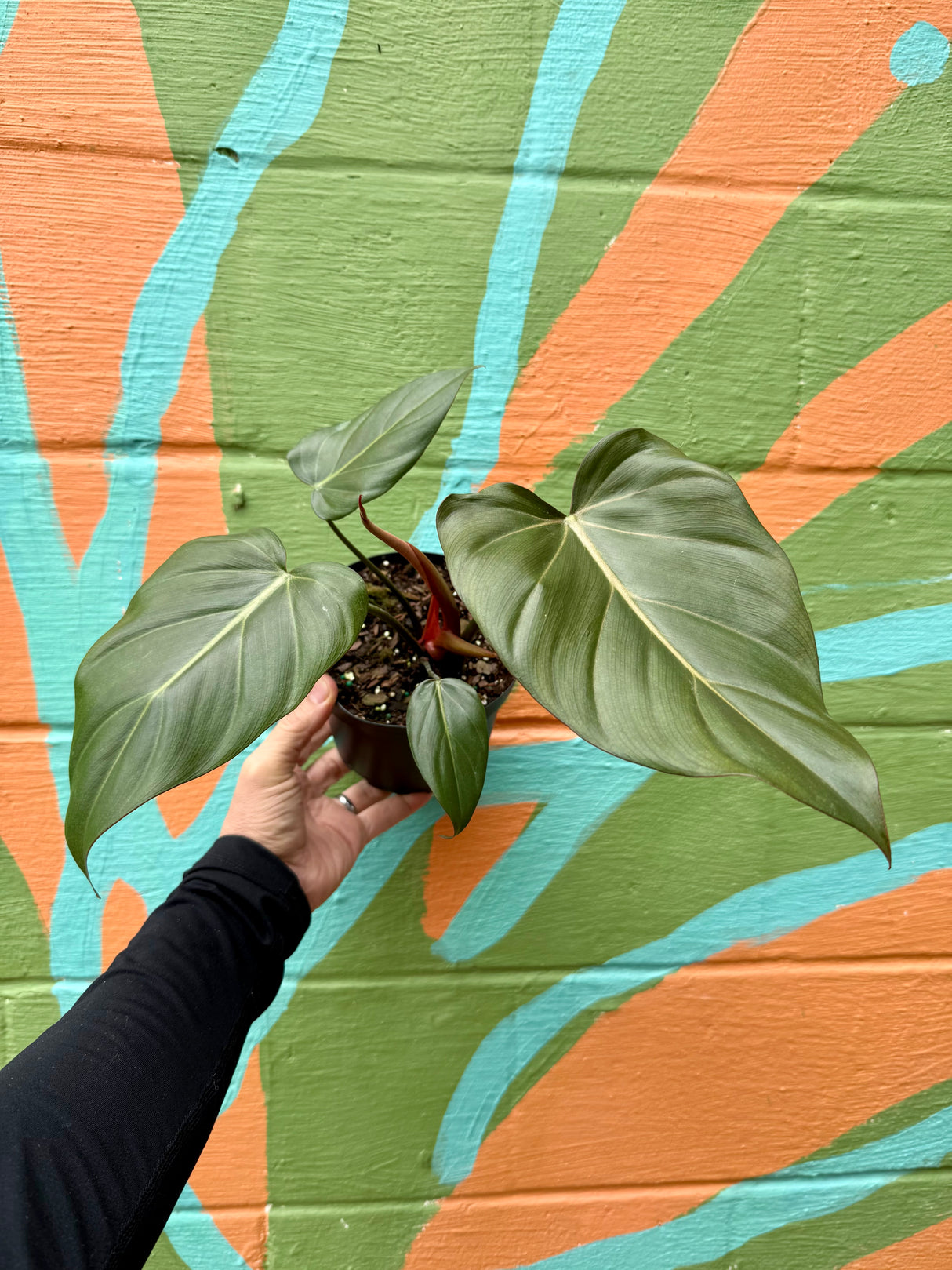 6" Philodendron ‘Summer Glory’ (Gloriosum x McColley)