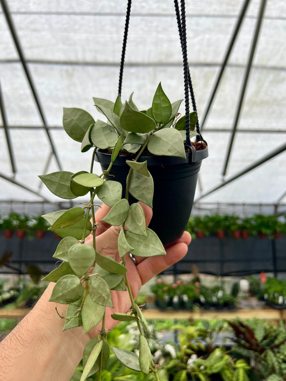 4” Hoya krohniana ‘Super Silver' hanging basket