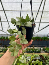 4” Hoya krohniana ‘Super Silver' hanging basket