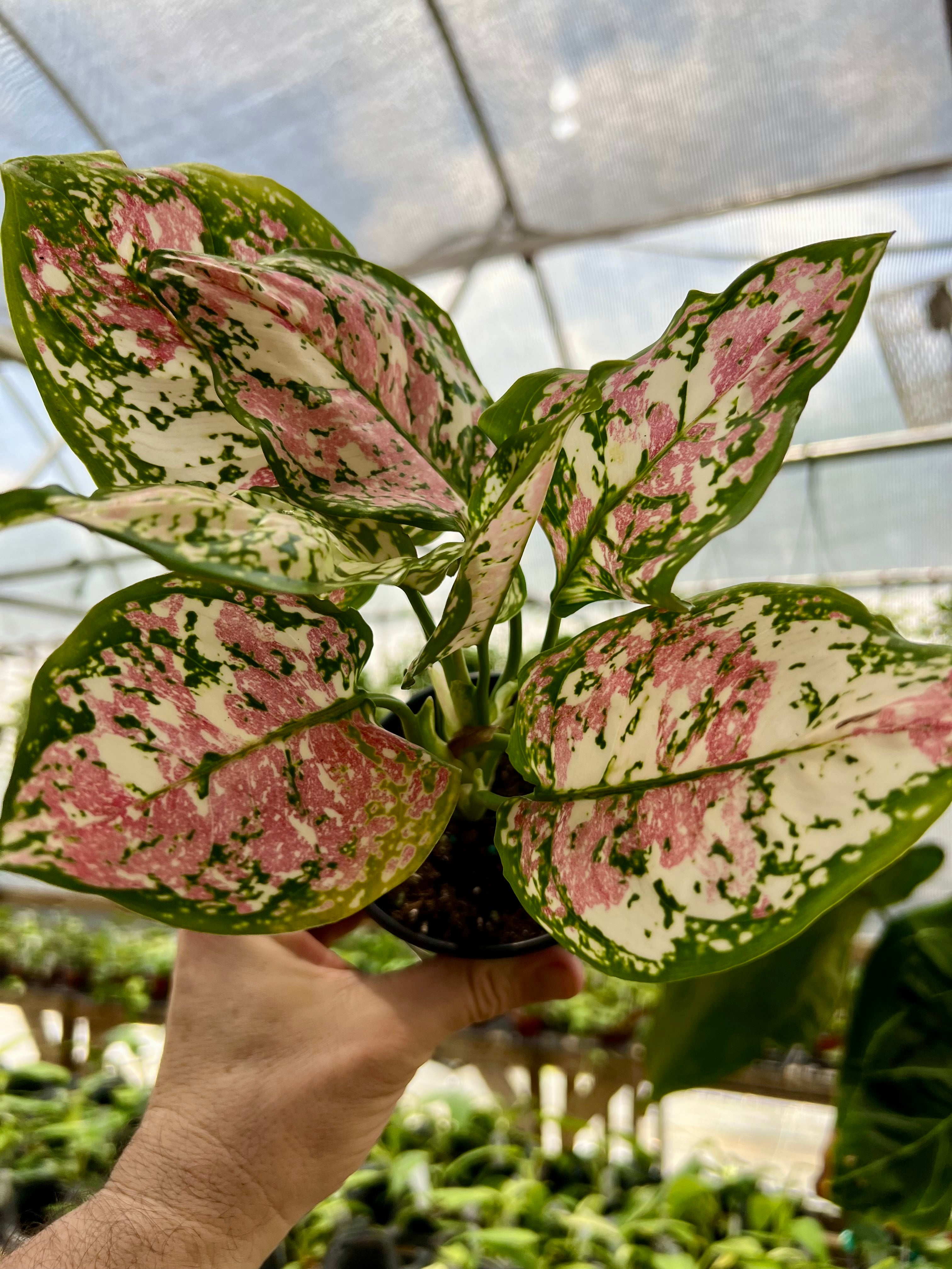 Aglaonema – Canopy Plant Co.