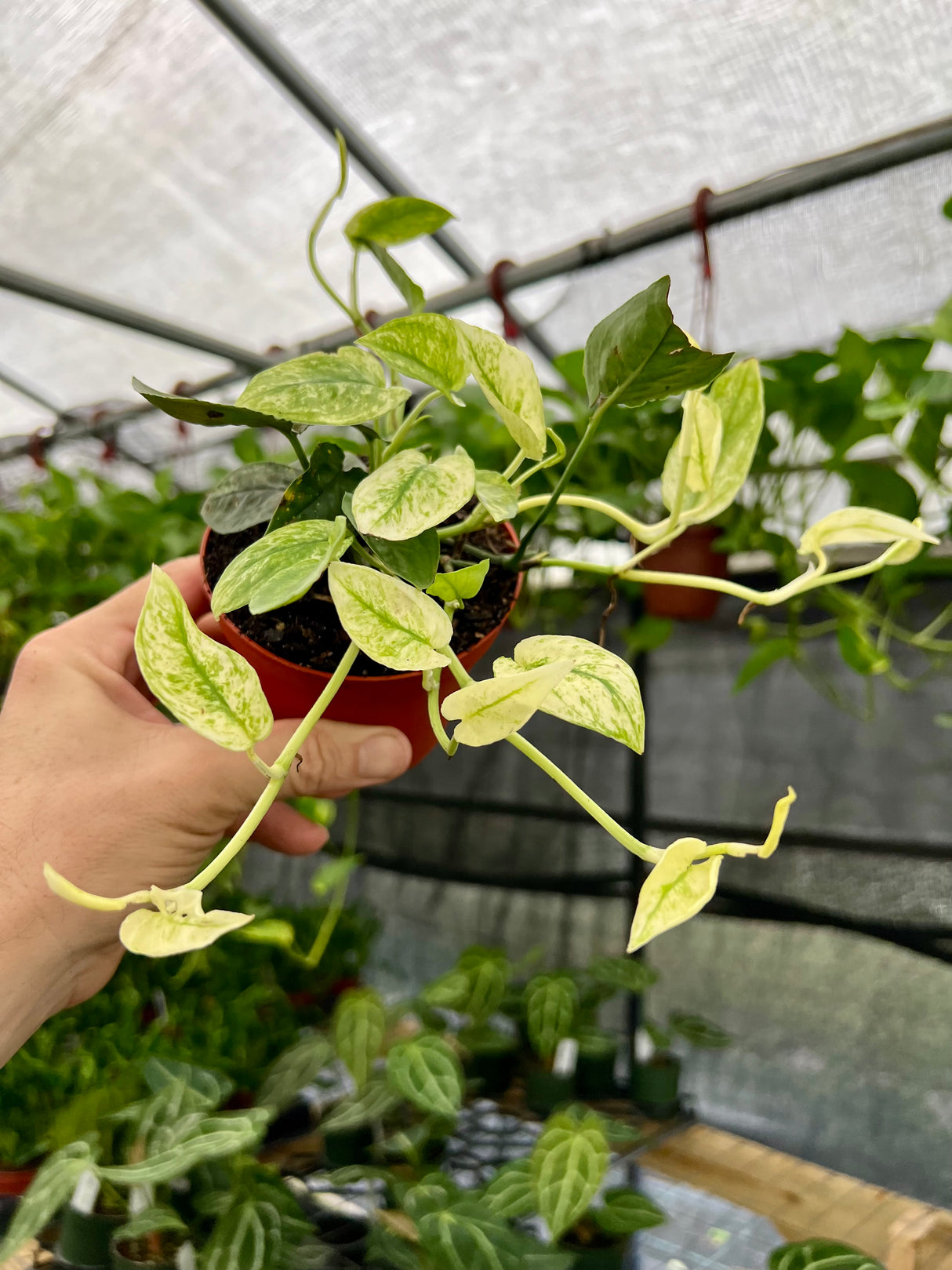 4” Pothos ‘Cebu Blue Ghost’ (variegated)