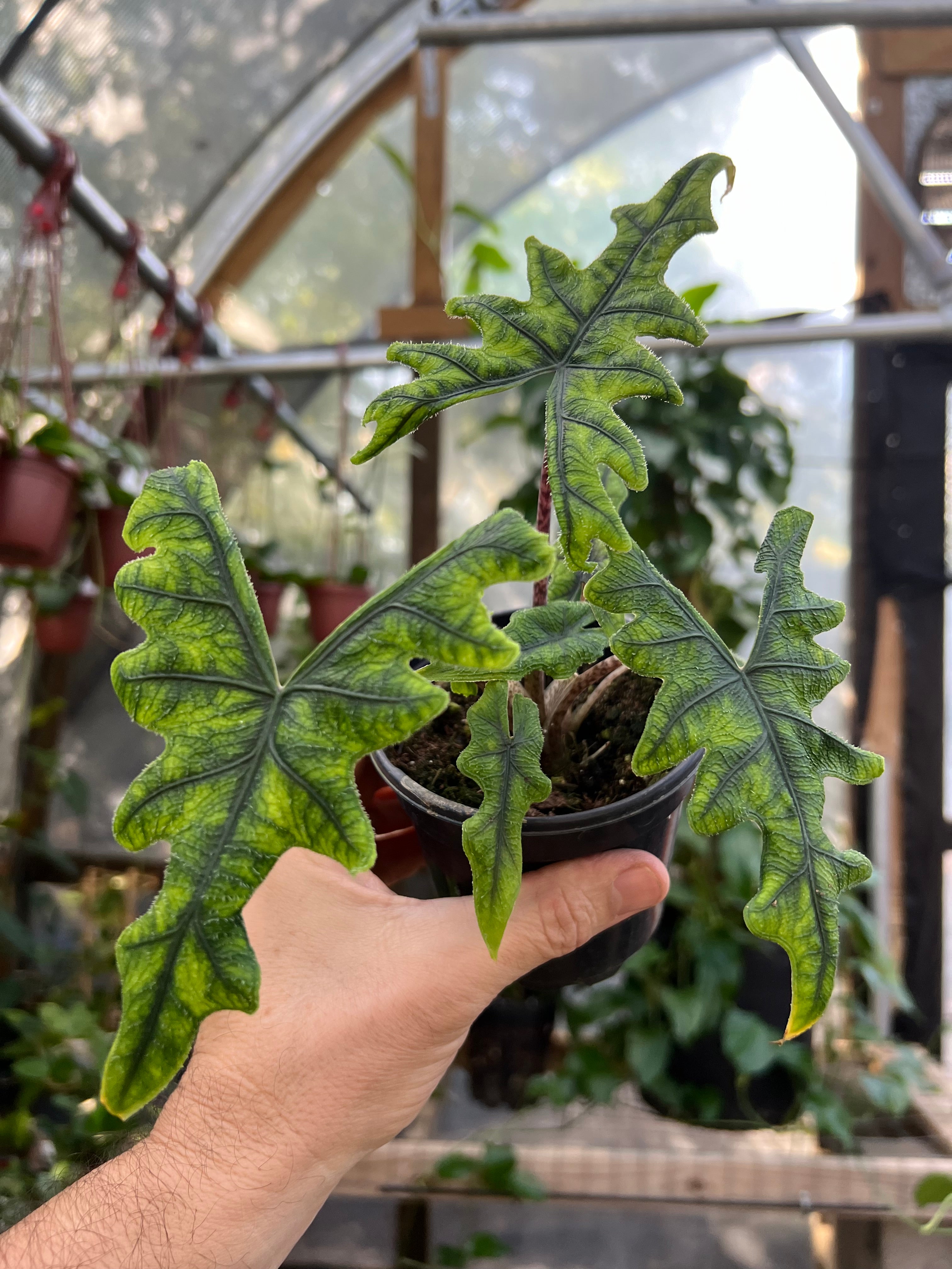 Alocasia outlets Jacklyn Plants | 2”