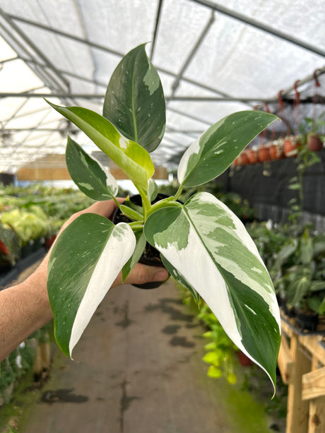 4" Philodendron White Wizard