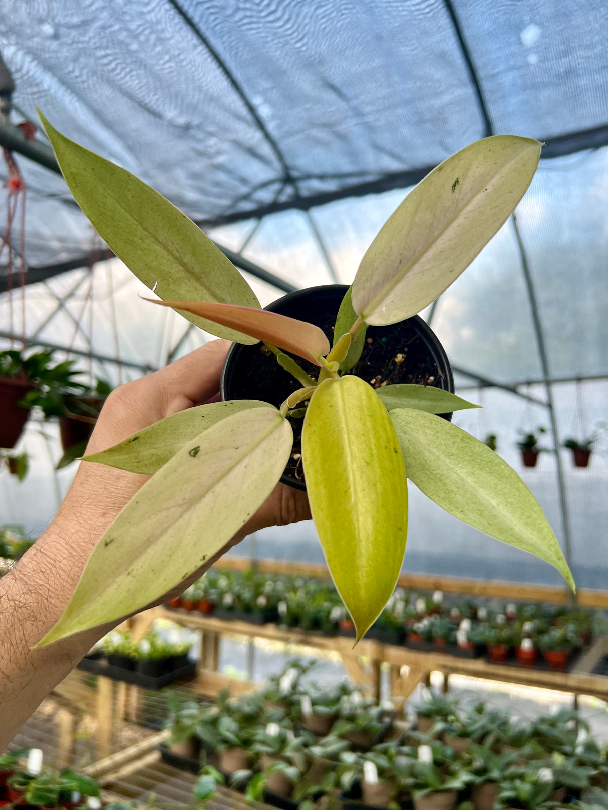 4" Philodendron Whipple Way