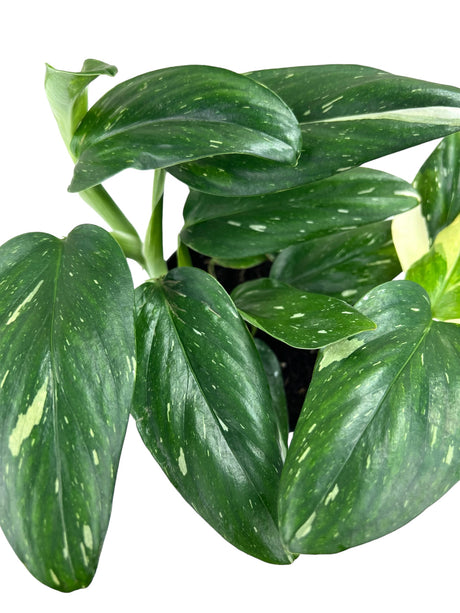 6" Monstera standleyana albo - Canopy Plant Co.