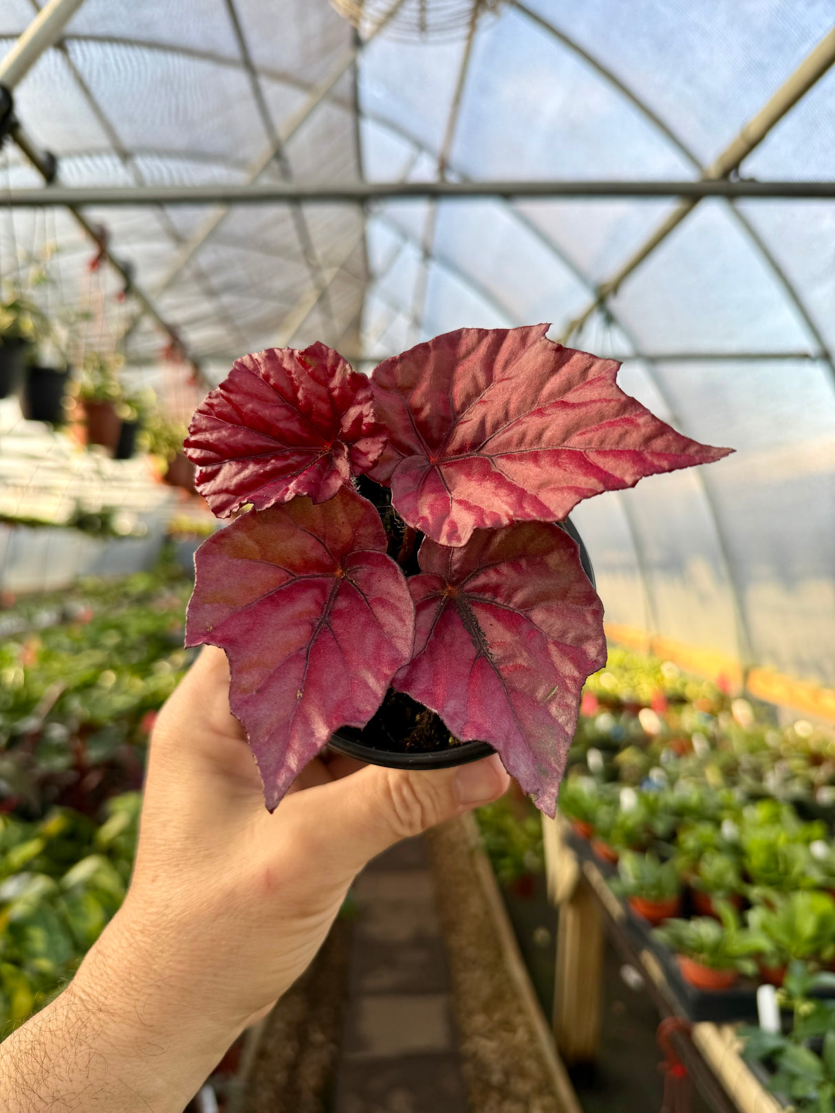 4" Begonia 'Inca Flame' - Canopy Plant Co.