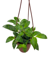 4" Black Pagoda lipstick (Aeschynanthus longicaulis) hanging basket