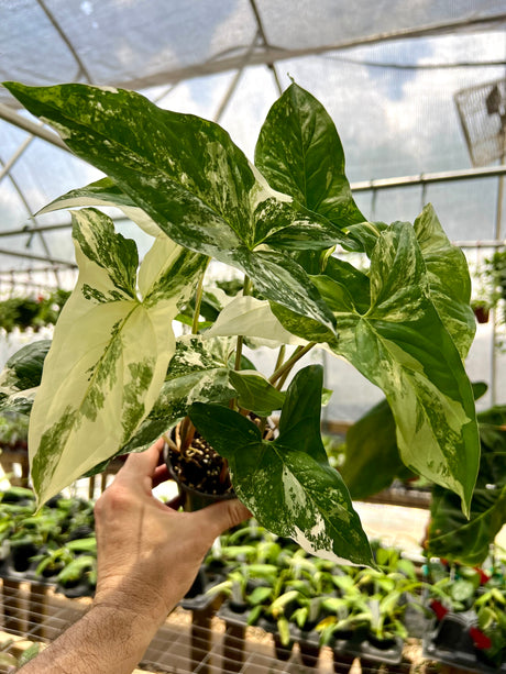 4” Syngonium Albo (white variegated)