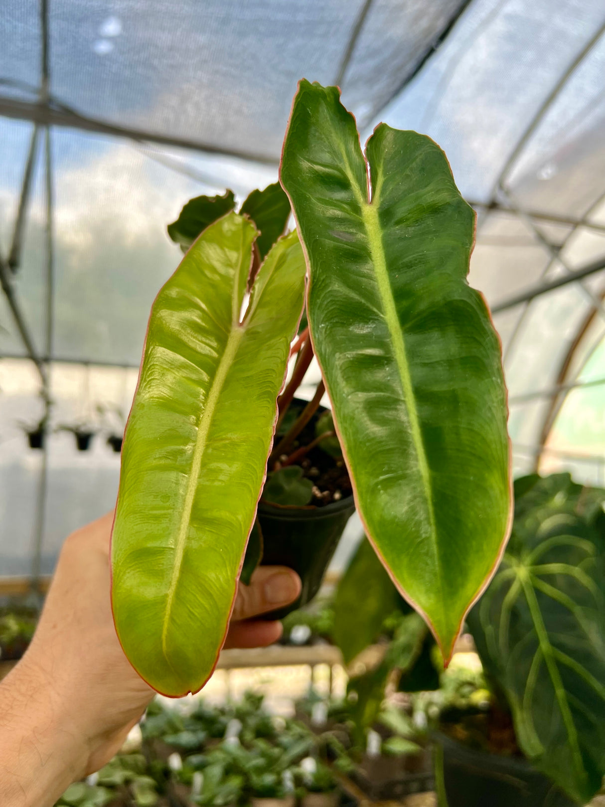 4" Philodendron billietiae