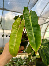 4" Philodendron billietiae