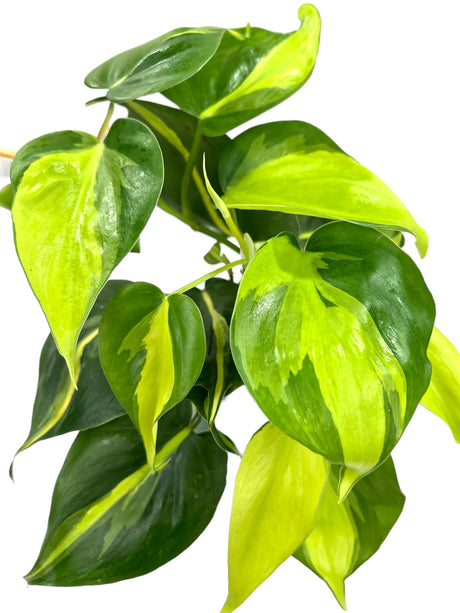 4" Philodendron Brasil