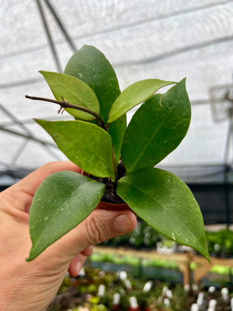 2” Hoya Sunrise