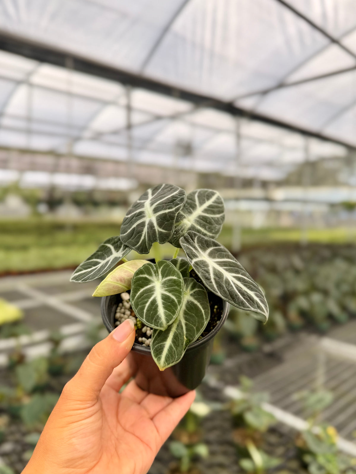 4" Alocasia ‘Ninja’