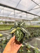 4" Alocasia ‘Ninja’