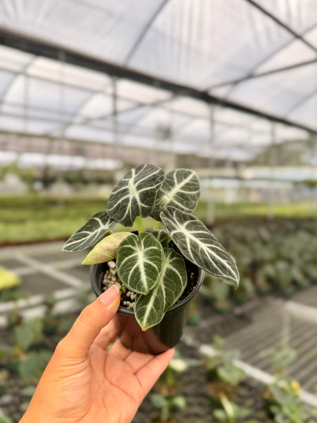 4" Alocasia ‘Ninja’