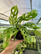 4” Monstera adansonii variegated (Mottled)