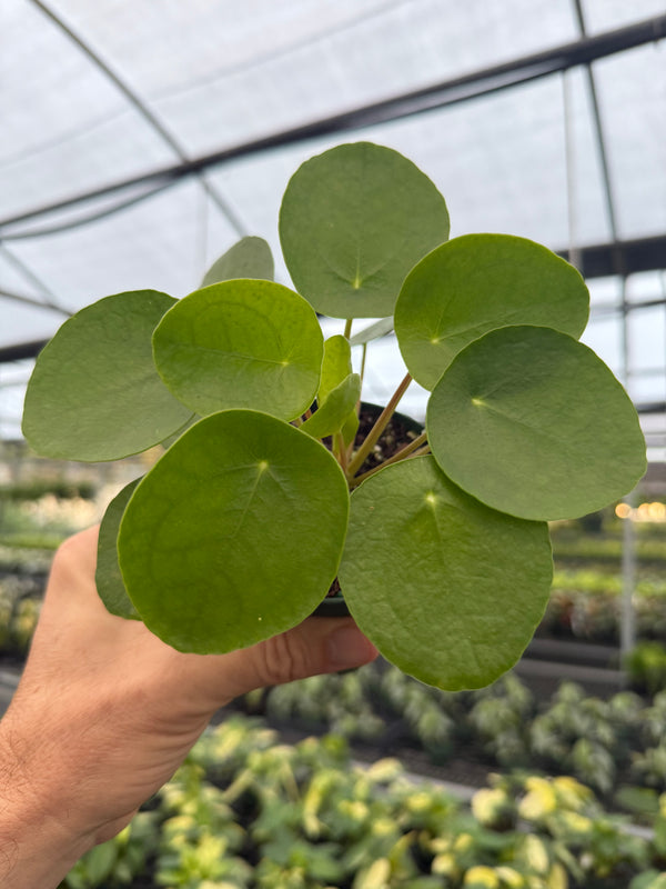 4" Pilea peperomioides 'Money Plant'
