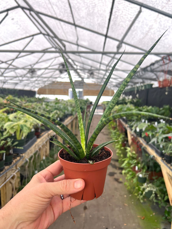 sansevieria bacularis common name 4" Sansevieria bacularis 'Mikado' – Canopy Plant Co