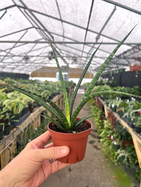 4" Sansevieria bacularis 'Mikado'