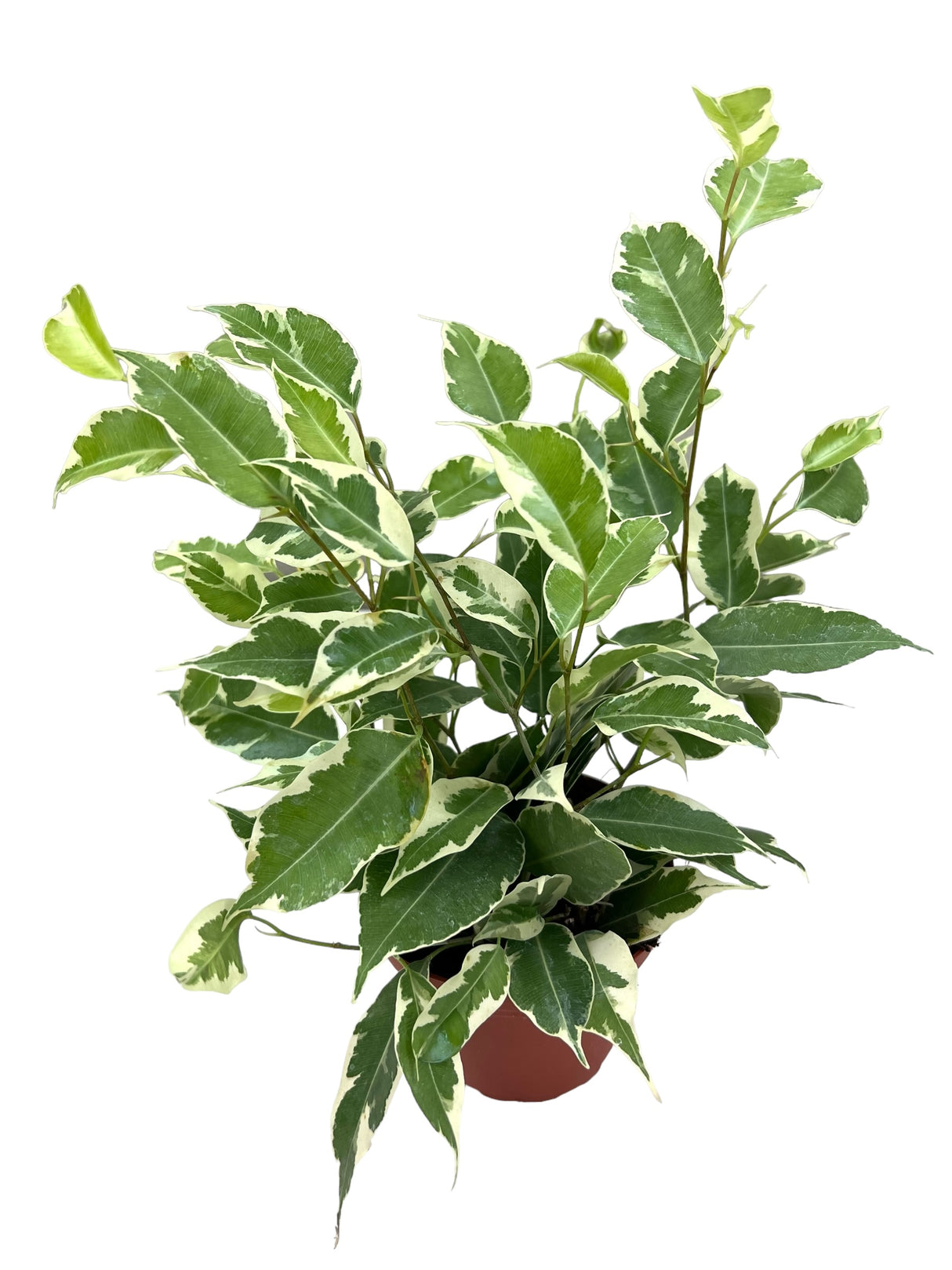 4" Ficus benjamina variegated 'Starlight'