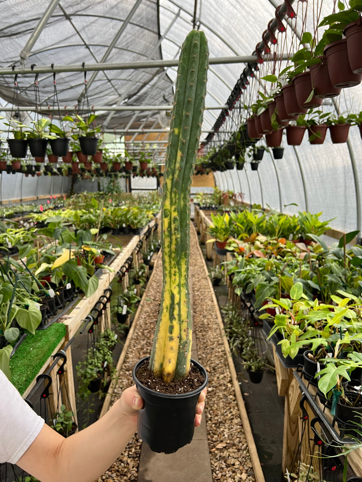 4" Trichocereus pachanoi ('San Pedro Cactus') variegated