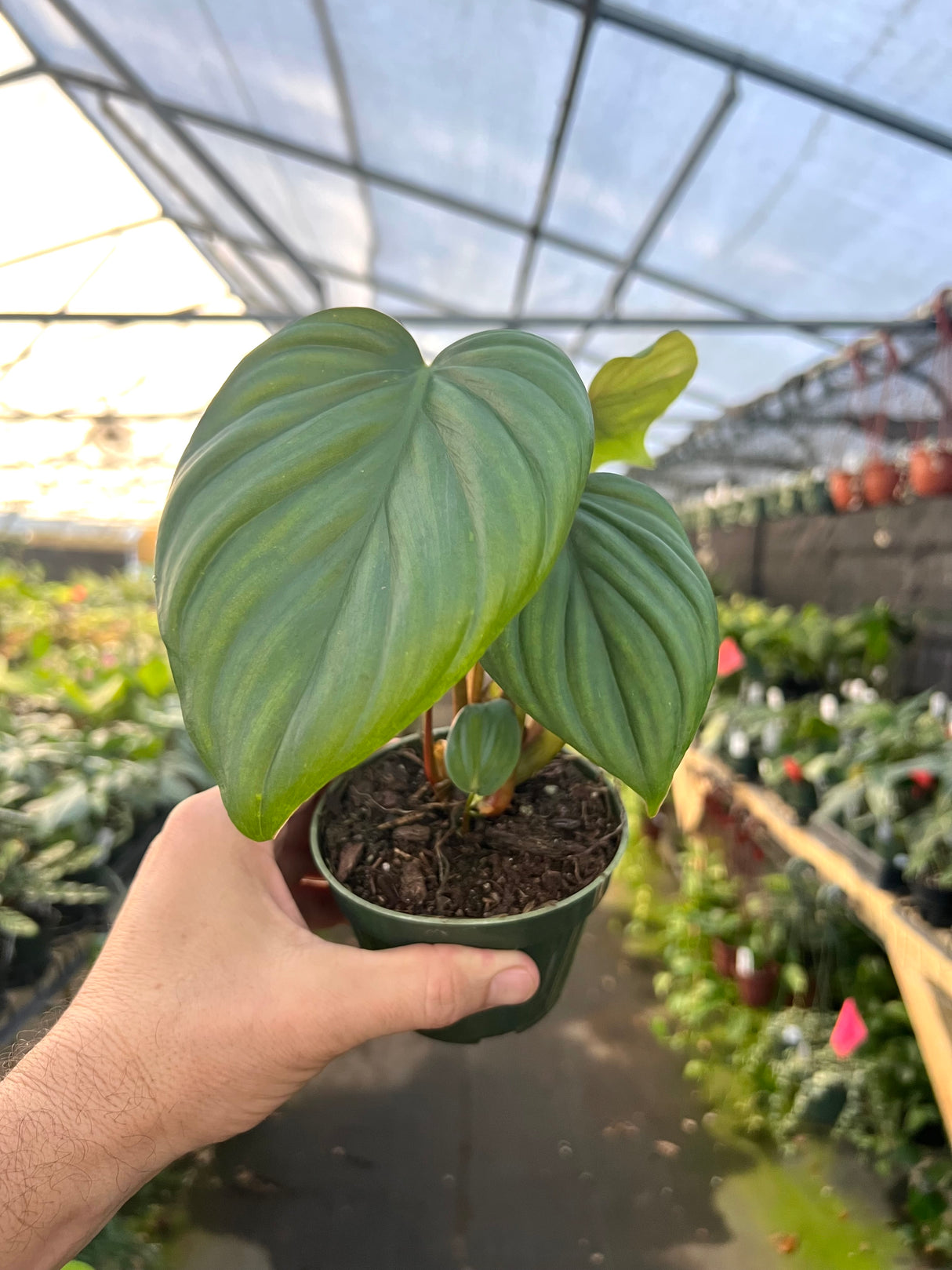 4" Philodendron sp. Colombia ‘El Guapo’