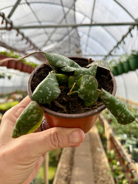 4" Hoya imbricata - Canopy Plant Co.