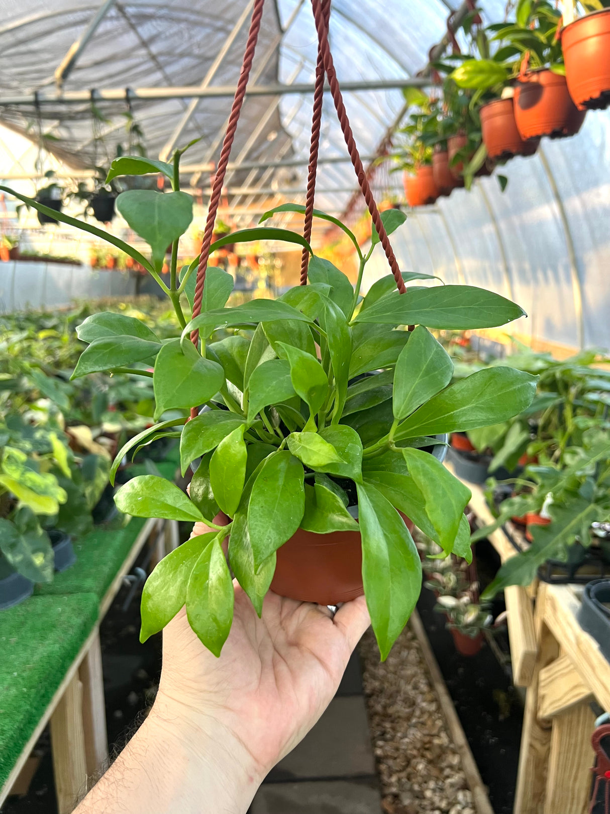 6" Hoya Obscura hanging basket