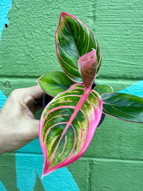 4” Aglaonema 'Khanza Pink' - Canopy Plant Co.