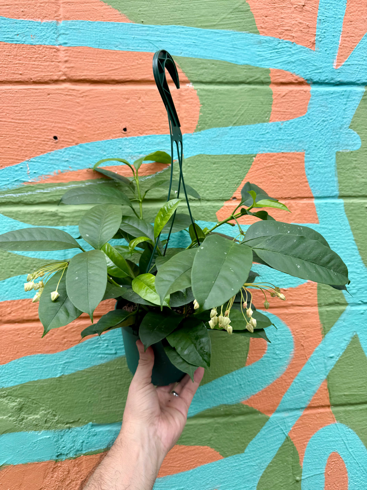 6” Hoya multiflora hanging basket